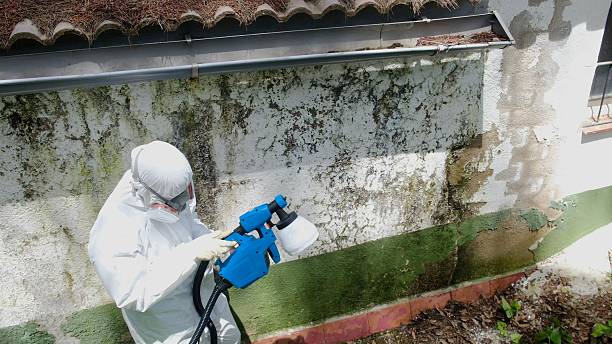 Trusted Mold Remediation service in Broadview, IL - Cheap Mold Removal